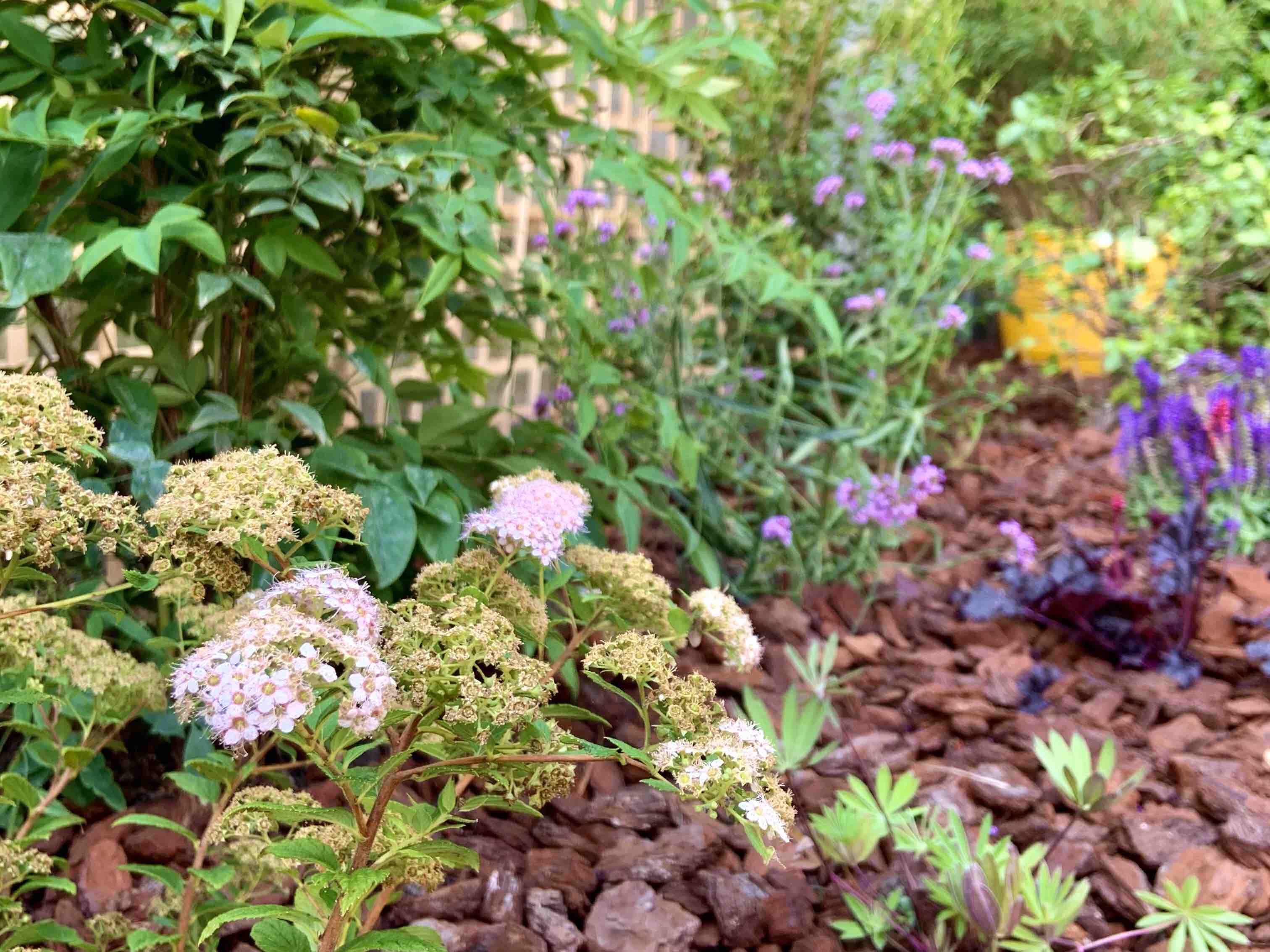 Jeannot en ville vegetalisation jardin bordeaux bacalan 4